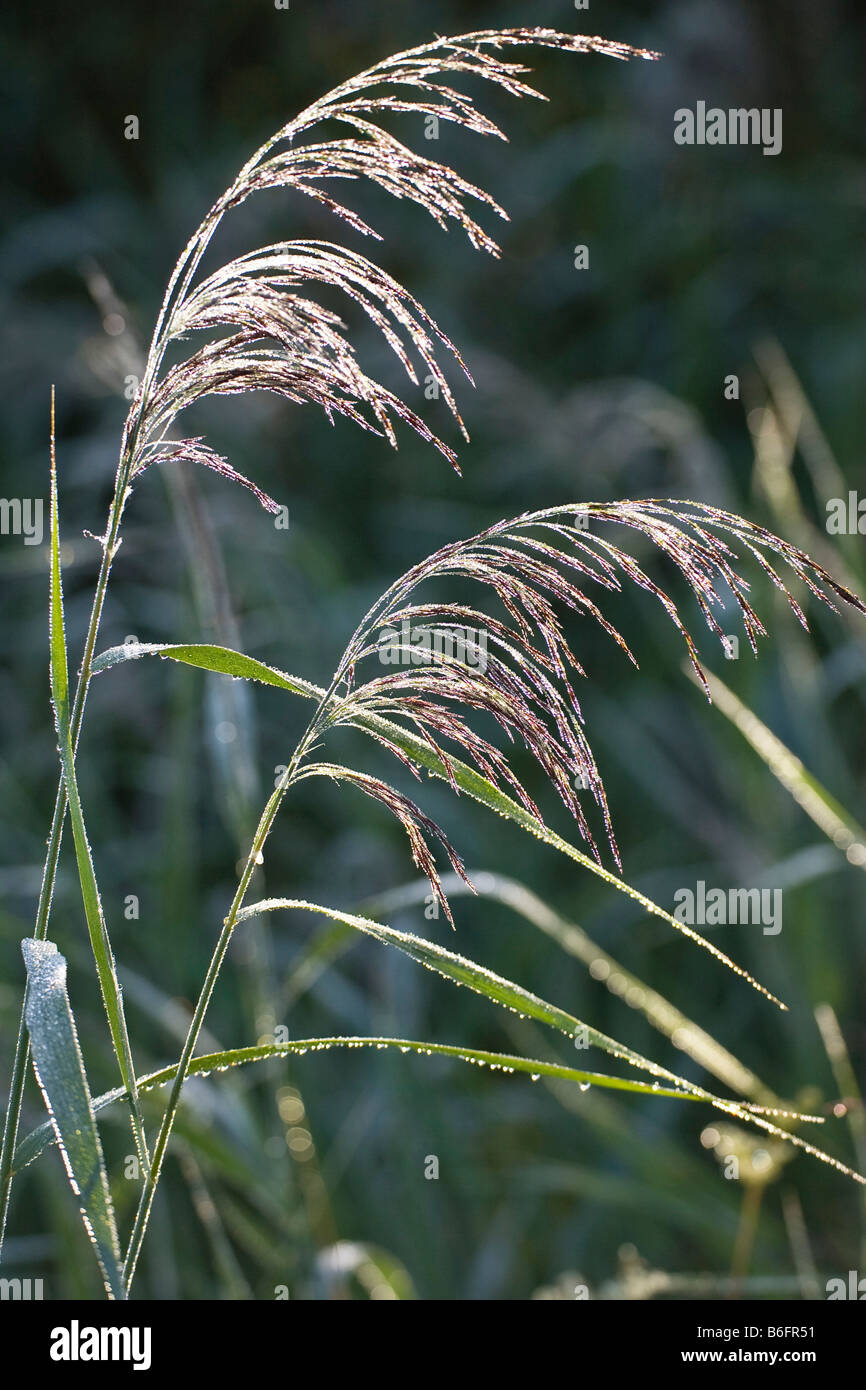 Common reed (Phragmites australis), covered in dew, Bavaria, Germany, Europe Stock Photo