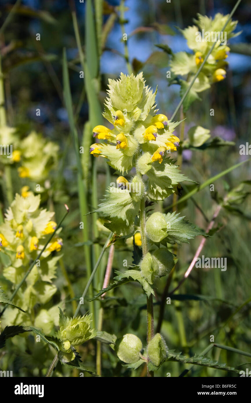 Greater Yellow Rattle (Rhinanthus alectorolophus), Upper Bavaria