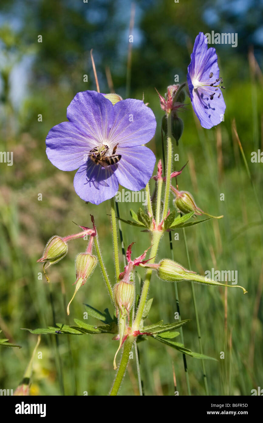 Meadow geranium (Geranium pratense), wildflower with bee, Bavaria, Germany,  Europe Stock Photo - Alamy