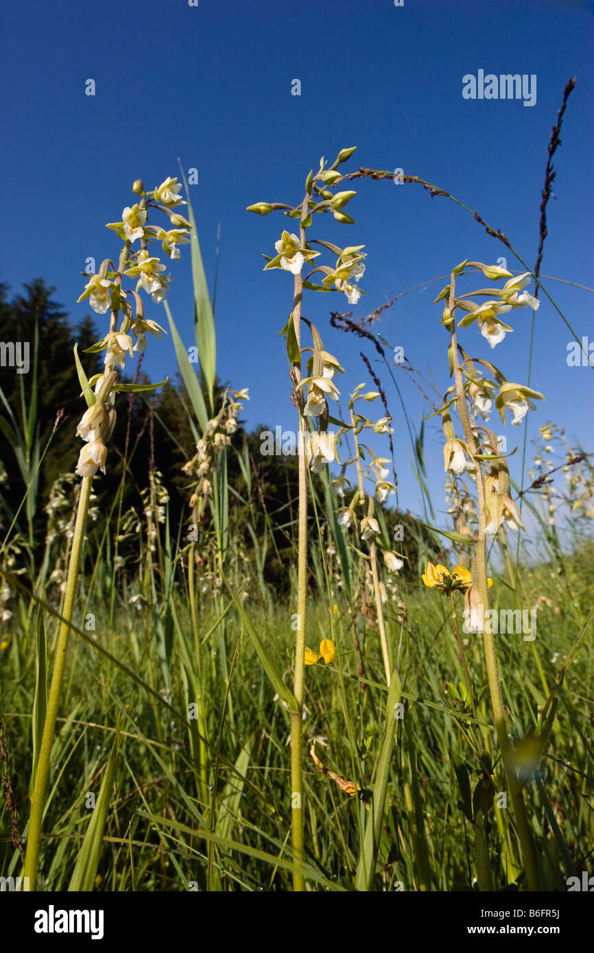 Marsh Helleborine (Epipactis palustris), Upper Bavaria, Germany, Europe Stock Photo