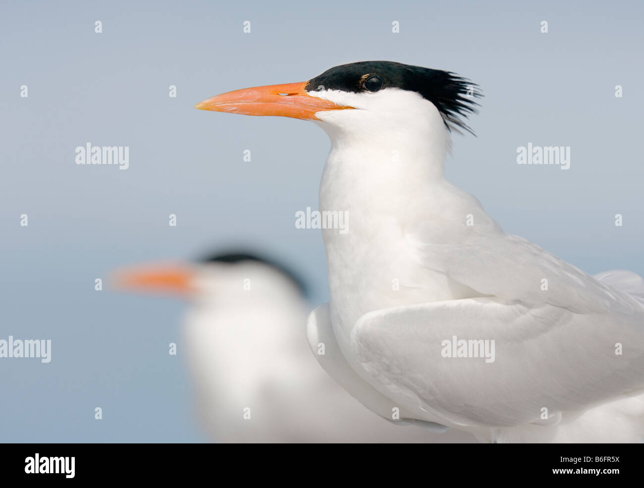 Two Royal terns on the beach of Fort DeSoto park, St. Petersburg, Florida Stock Photo