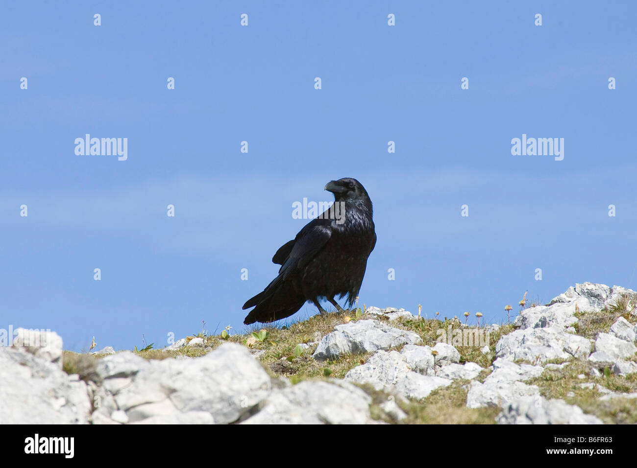 Raven (Corvus corax), Alps, Austria, Europe Stock Photo