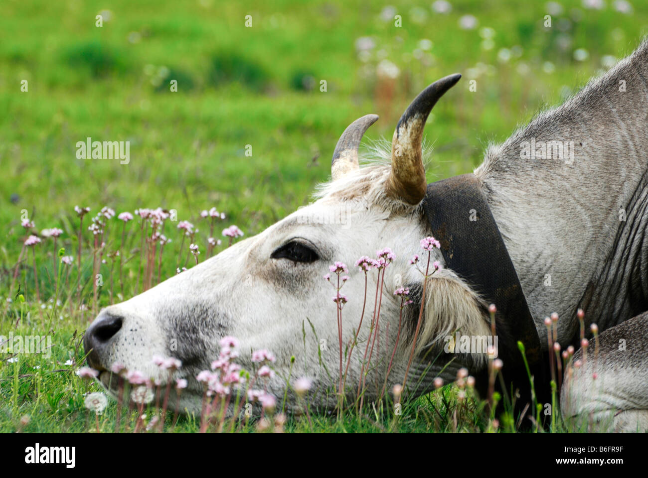 Cow resting with its head on the grass, Gran Sasso, Abruzzi, Italy, Europe Stock Photo