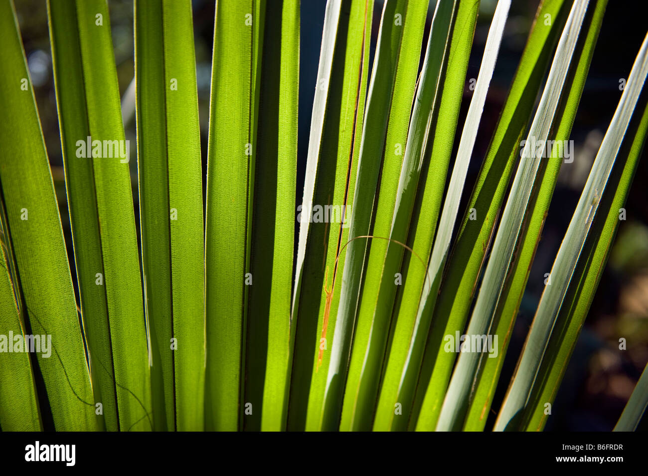 palm green leaves leafe sun shadow shade symbol symbolic south-Afrika south africa background SAFARI, TRAVEL, ADVENTURE, COUNTRY Stock Photo