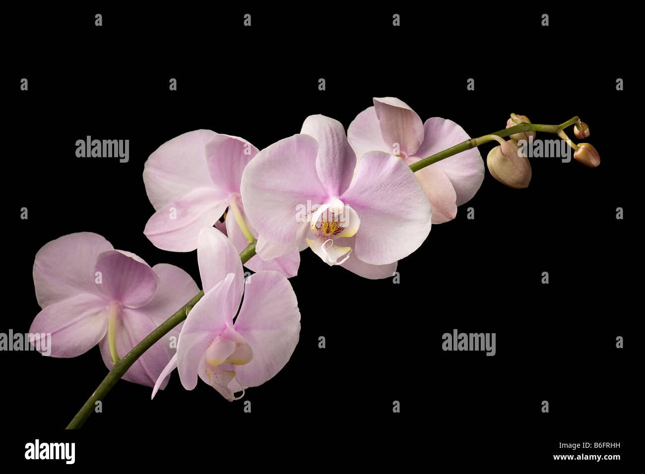 Pink Dendrobium Orchid on Black Background Stock Photo