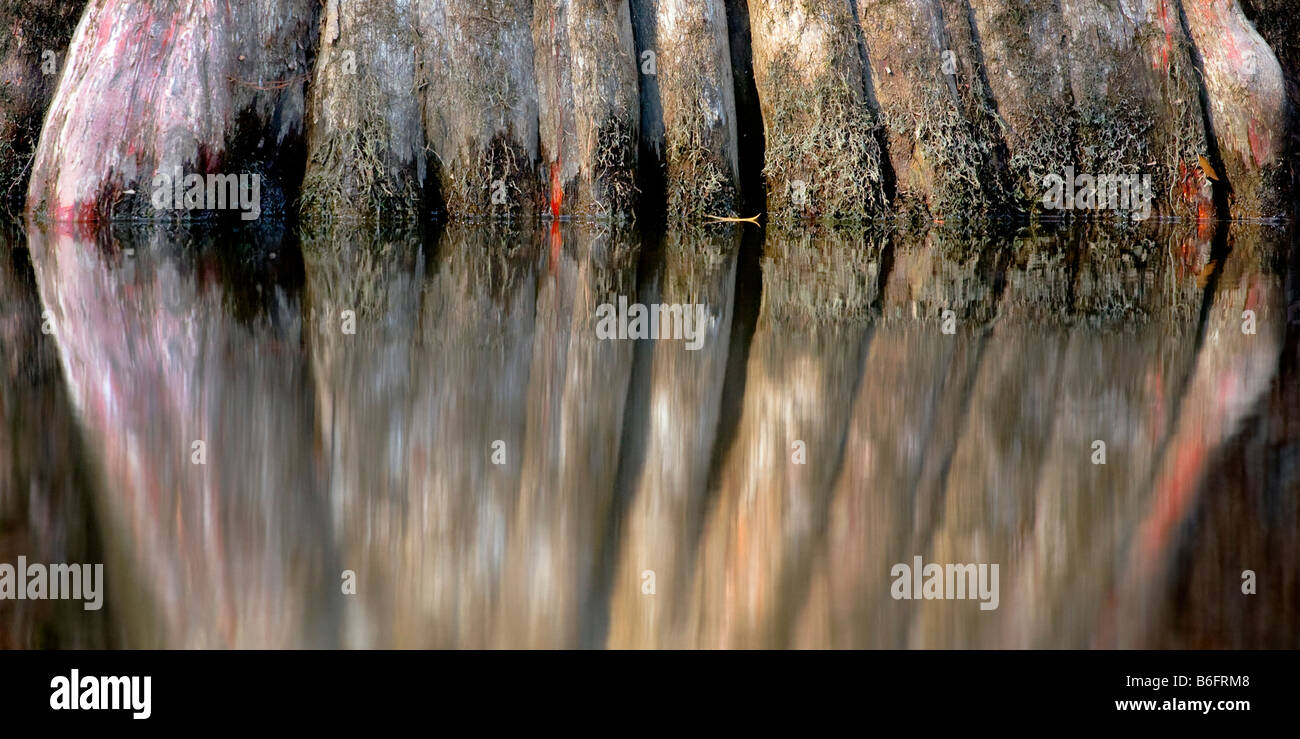 Colorful roots of a Bald Cypress tree at Congaree National Park, South Carolina Stock Photo