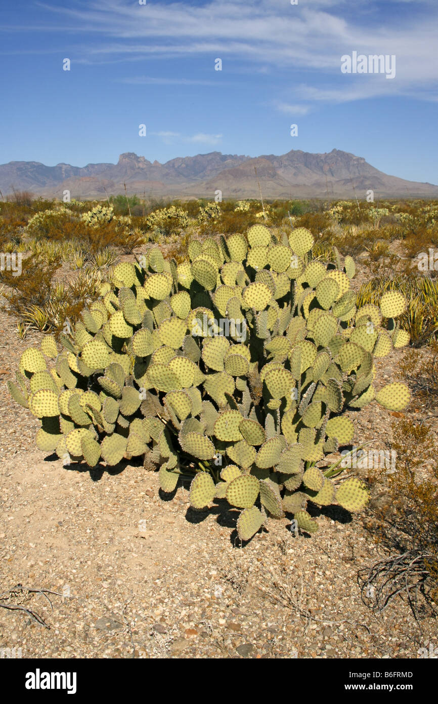 Blind Prickly Pear Opuntia rufida Big Bend National Park Texas United States 14 April Plant Cactaceae Stock Photo