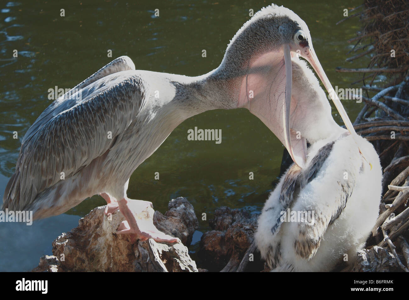 This Is How A Baby Pelican Has Breakfast These Pink Backed Pelicans Were Captured In The Morning Stock Photo Alamy