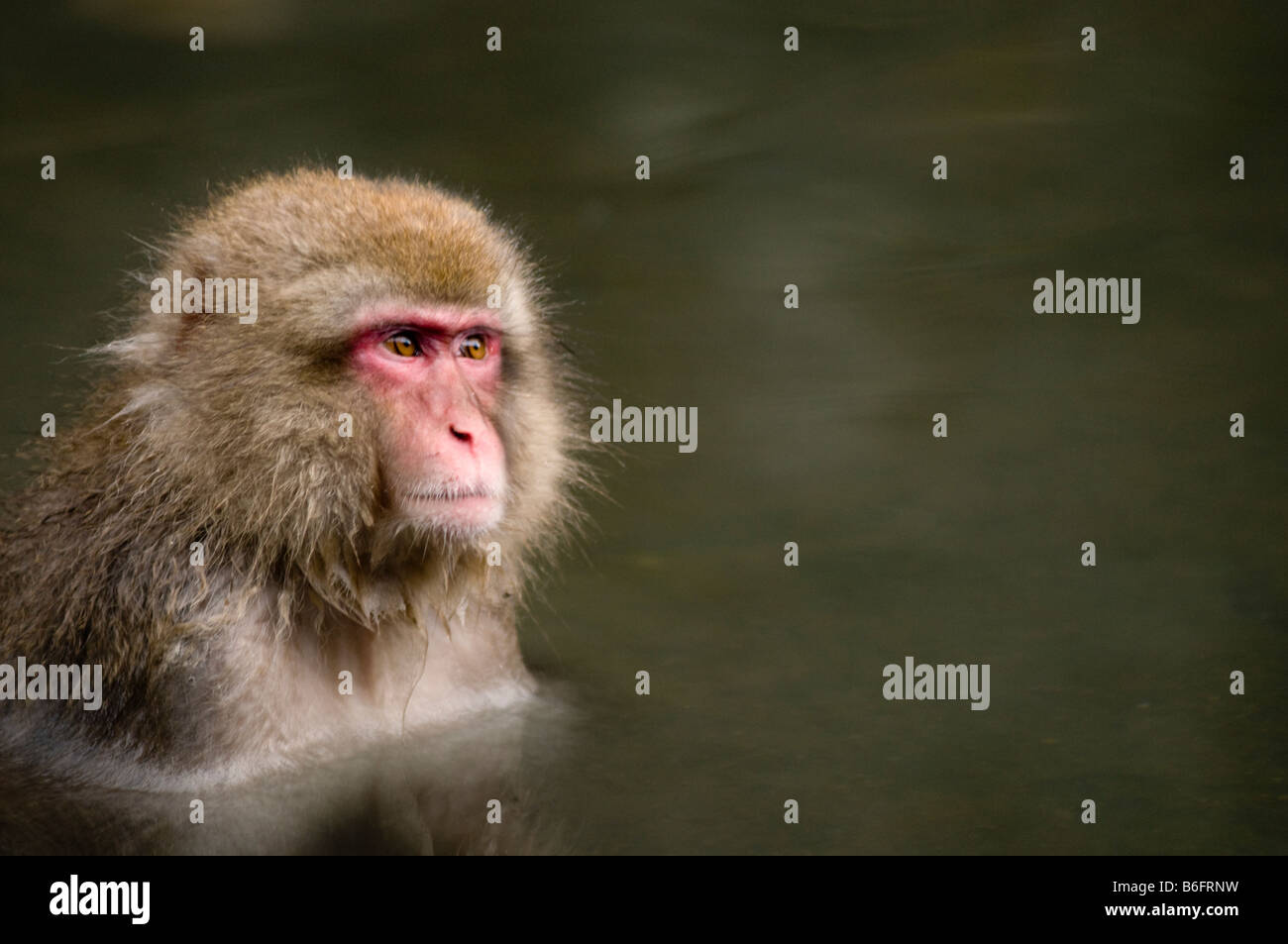 Japanese Macaque snow monkey at Jigokudani Monkey Park Nagano Japan Stock Photo