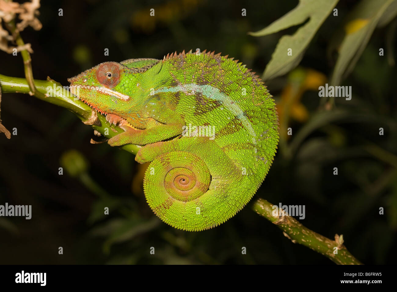 Panther Chameleon Madagascar. Wild - releases not required Stock Photo