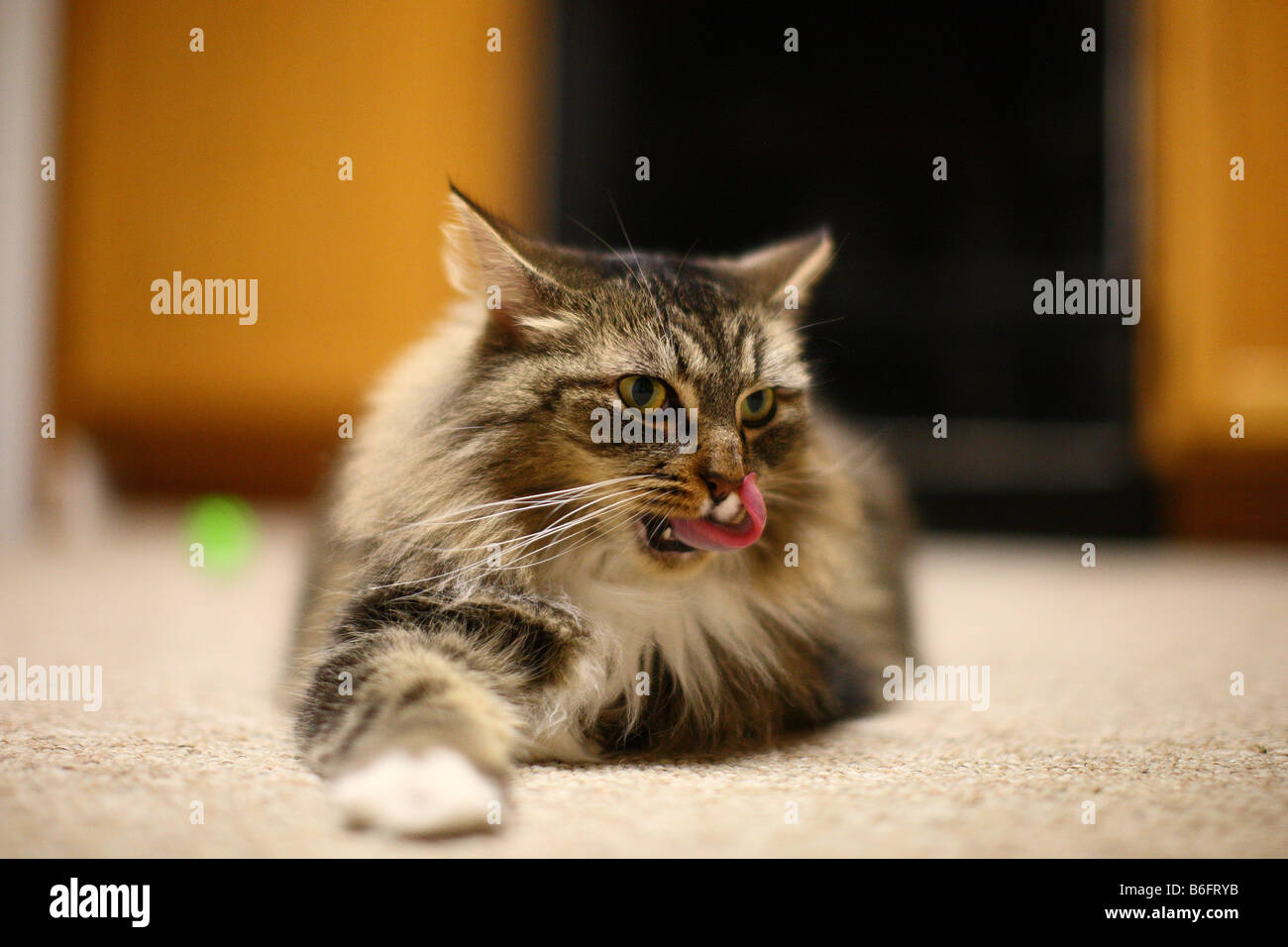 A Maine Coon grooming itself Stock Photo Alamy