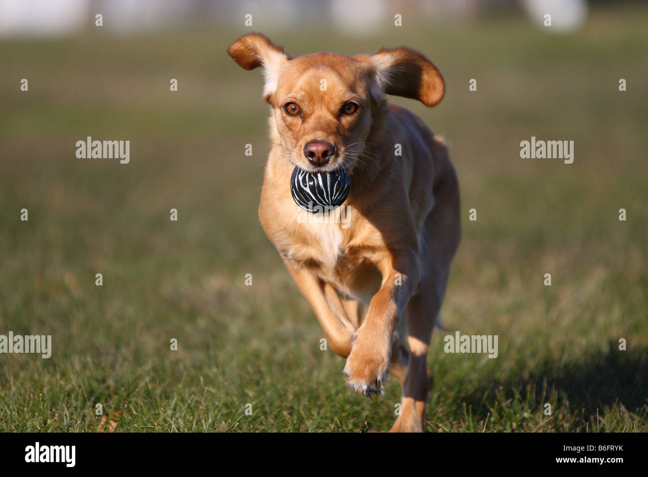 A dog intensely brings back the ball in a game of fetch at the park Stock Photo