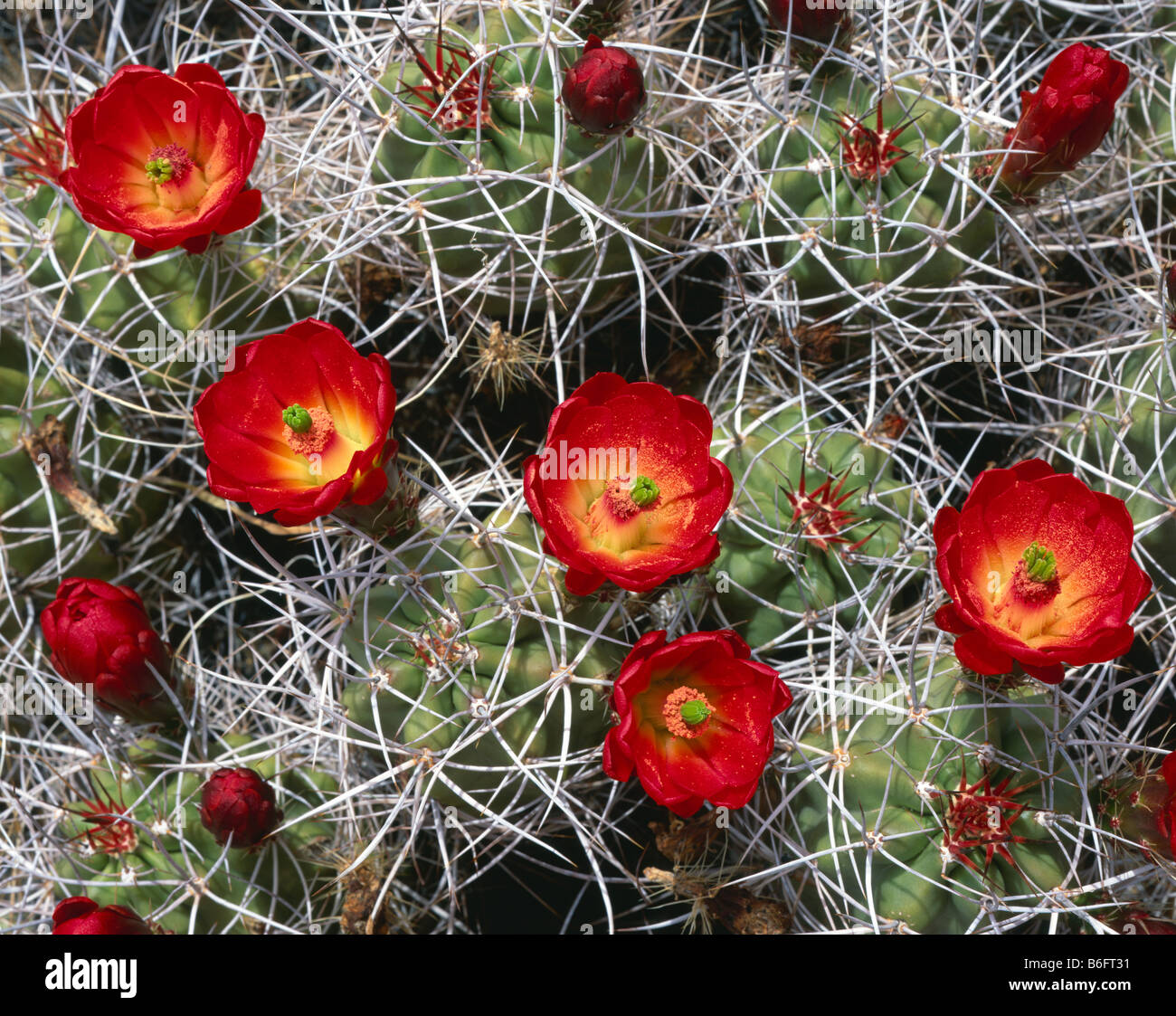 CALIFORNIA - Mojave Mound cactus, Echinocereus triglochidiatusat, the Cholla Cactus Garden in Joshua Tree National Park. Stock Photo
