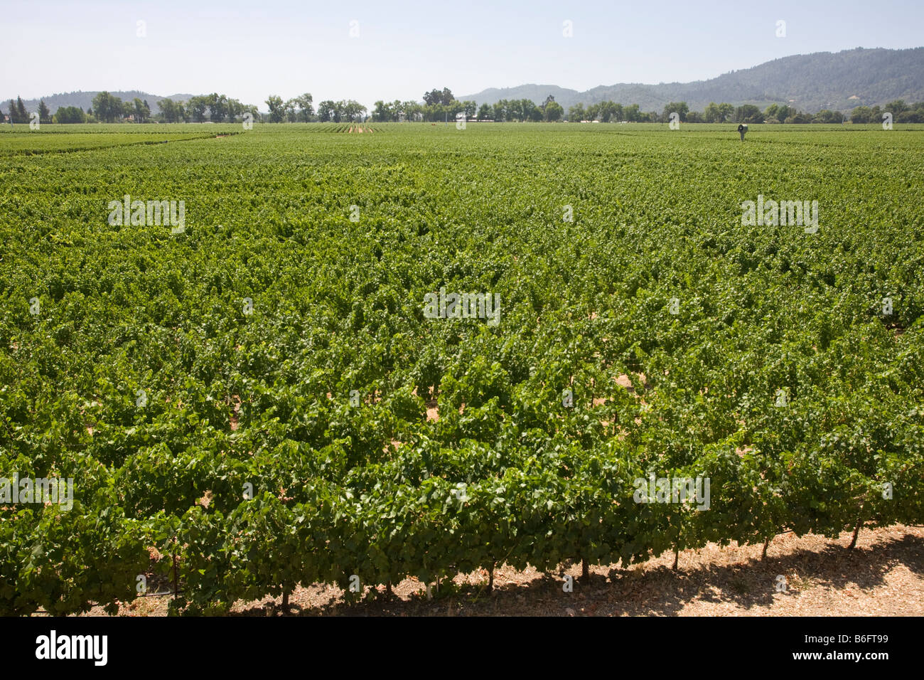 Robert Mondavi Winery vinyard Stock Photo