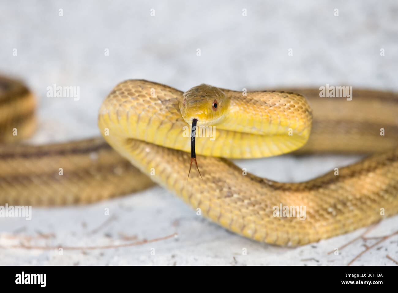 Elaphe obsoleta or yellow rat snake with forked tongue extended on a beach in western Florida Stock Photo