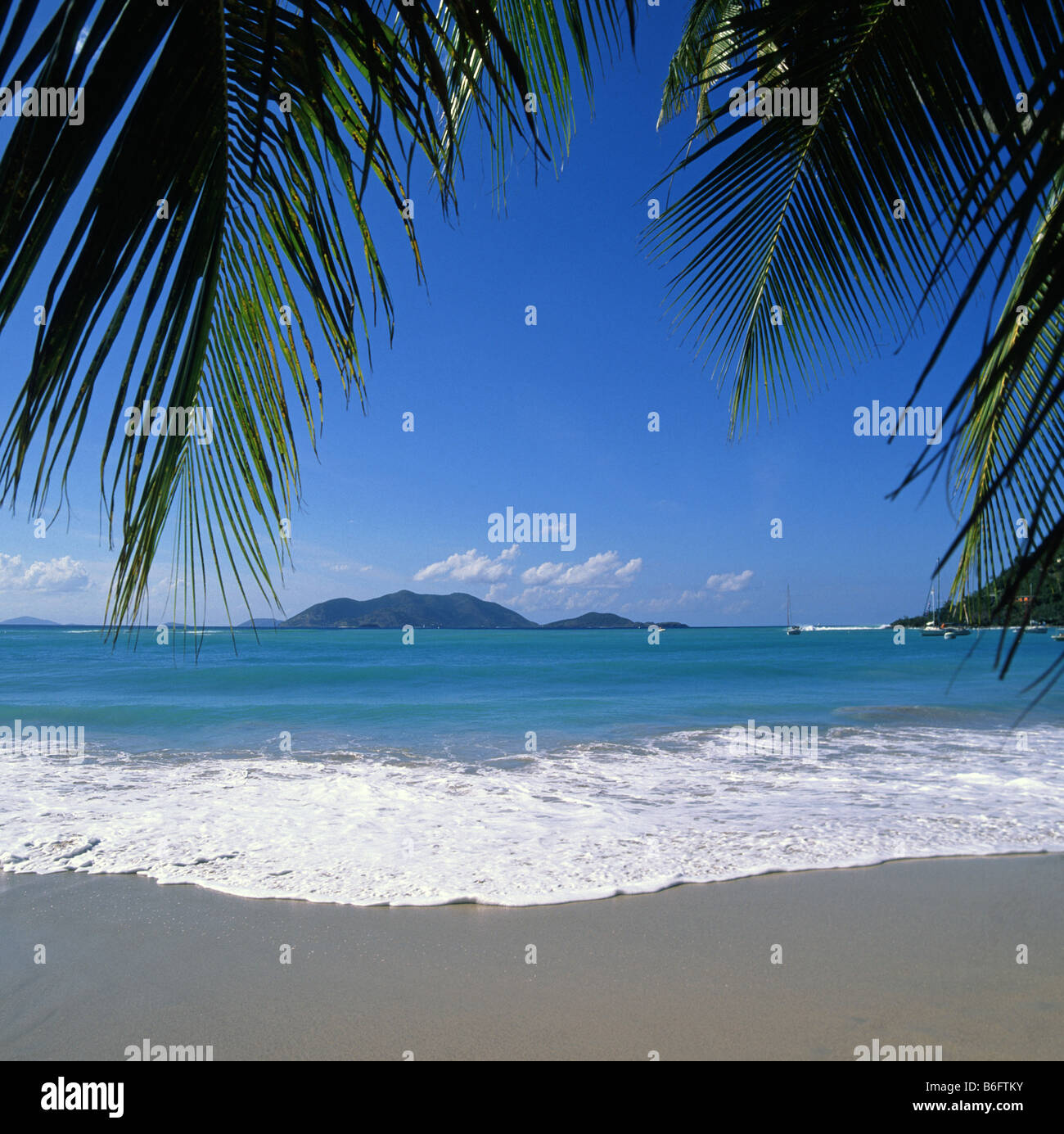 Overhanging palm tree leaves hi-res stock photography and images - Alamy