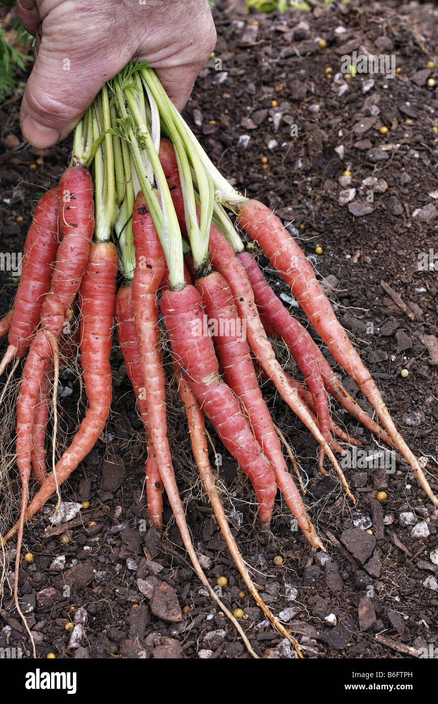 CARROT SAMURAI RED Stock Photo