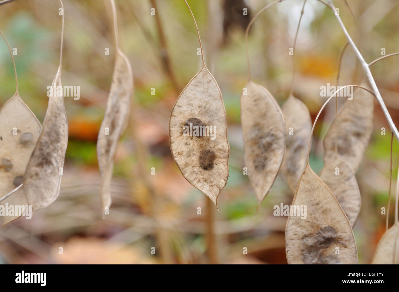Perennial honesty (Lunaria rediviva) Stock Photo