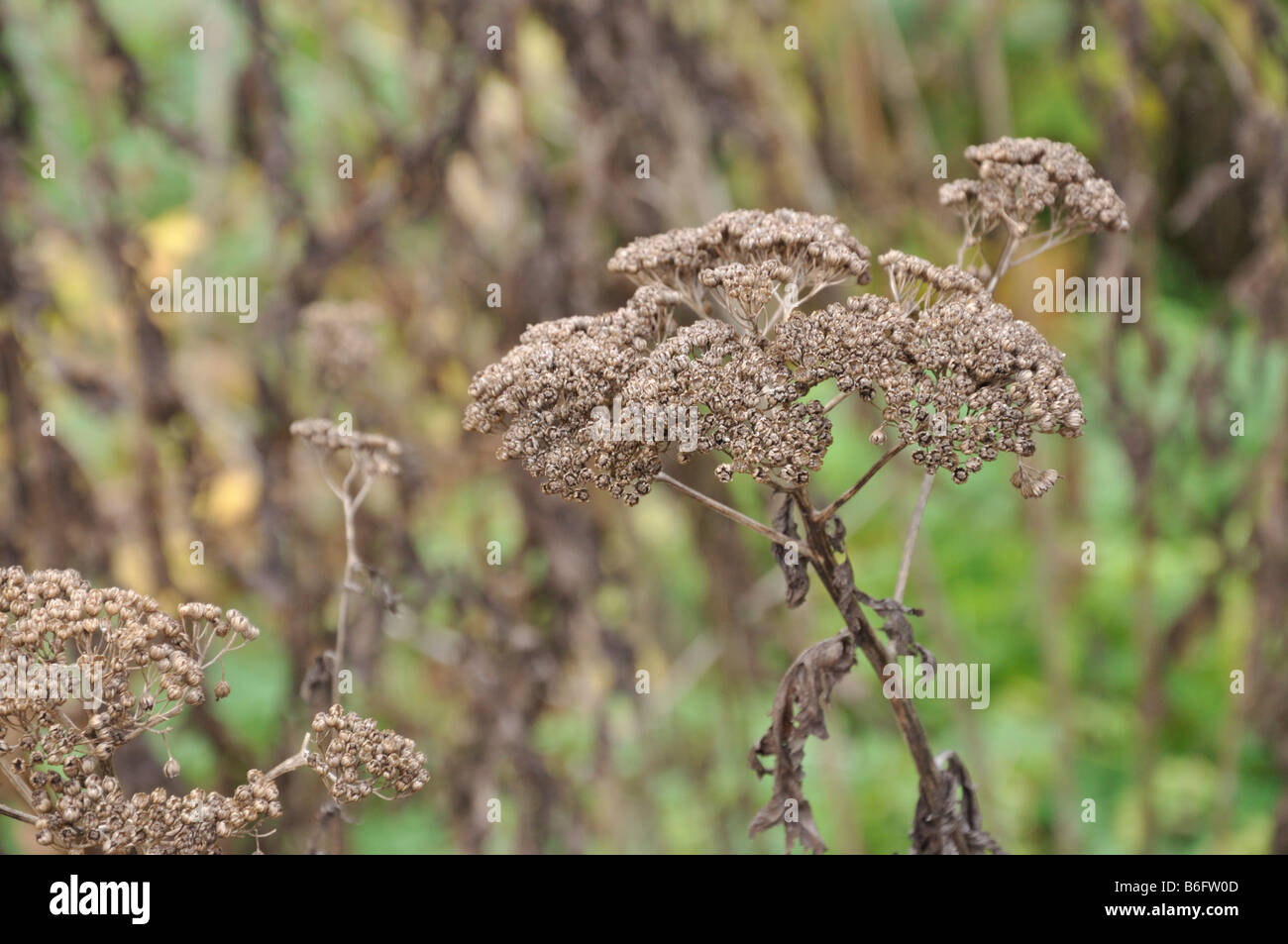 Rayed tansy (Tanacetum macrophyllum) Stock Photo