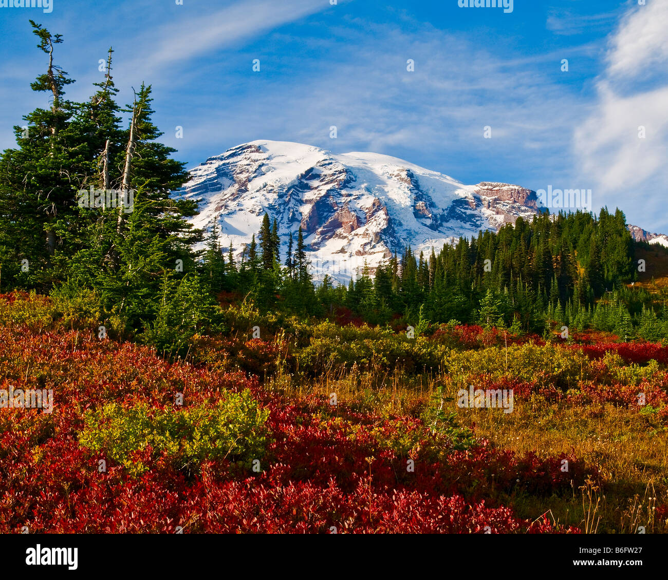 Snow capped Mount Rainier with fall color in the Paradise meadow, Mount