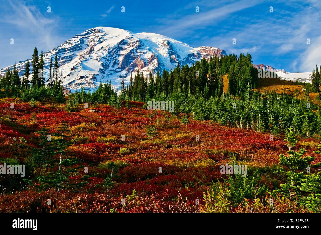 Snow capped Mount Rainier with fall color in the Paradise meadow, Mount