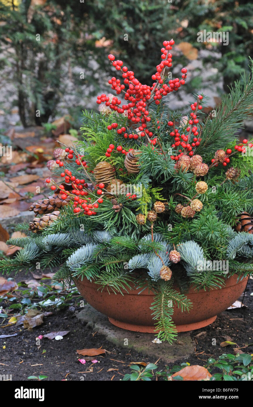 American winterberry (Ilex verticilata) Stock Photo