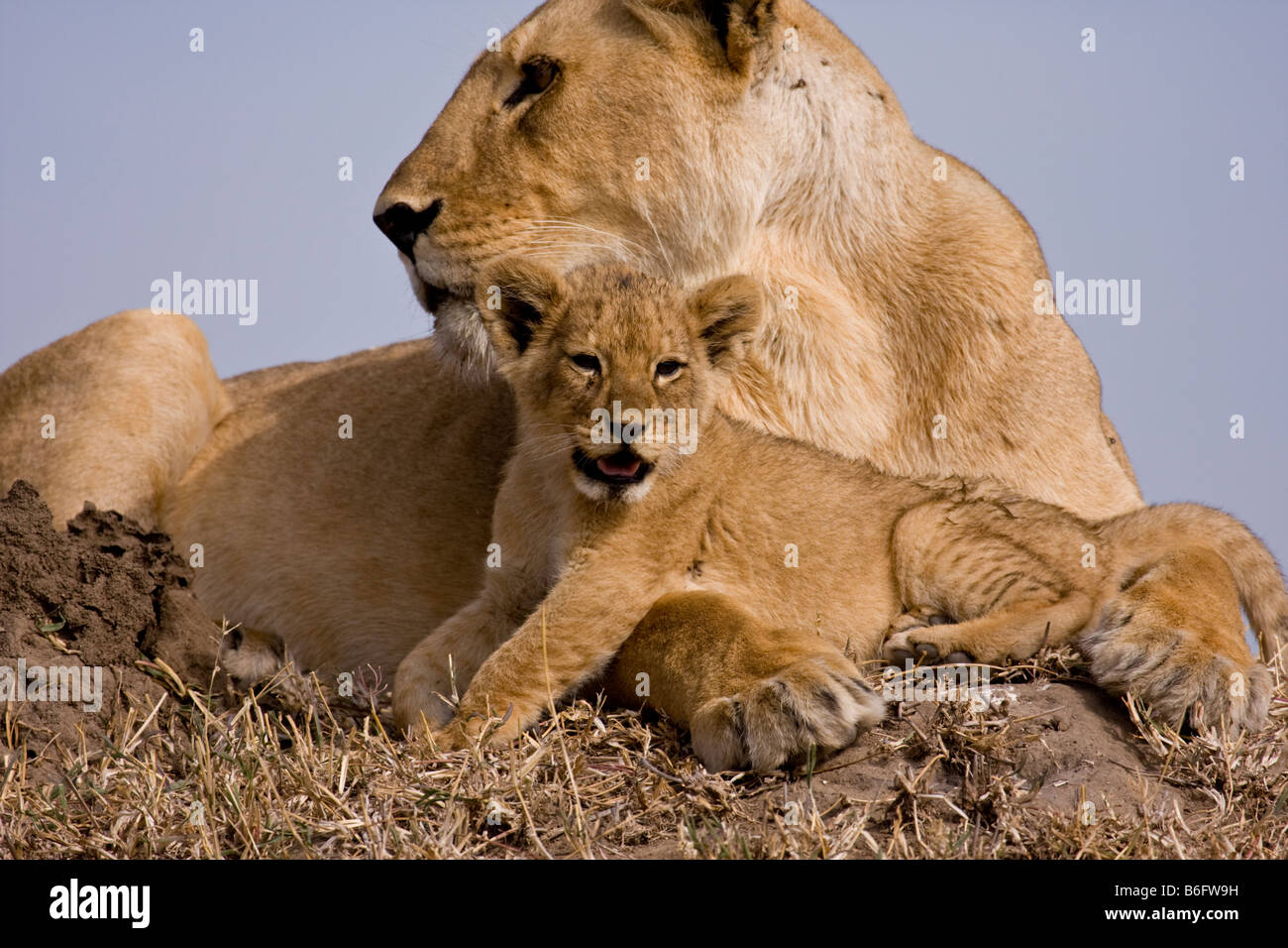 Mother and baby lion relaxing in the afternoon Stock Photo