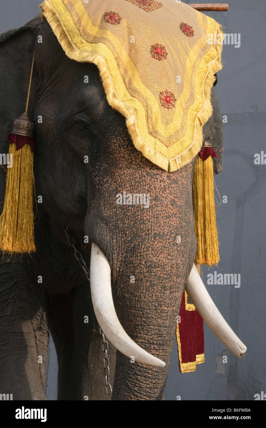 royally dressed elephant at the Surin Elephant Festival in Thailand