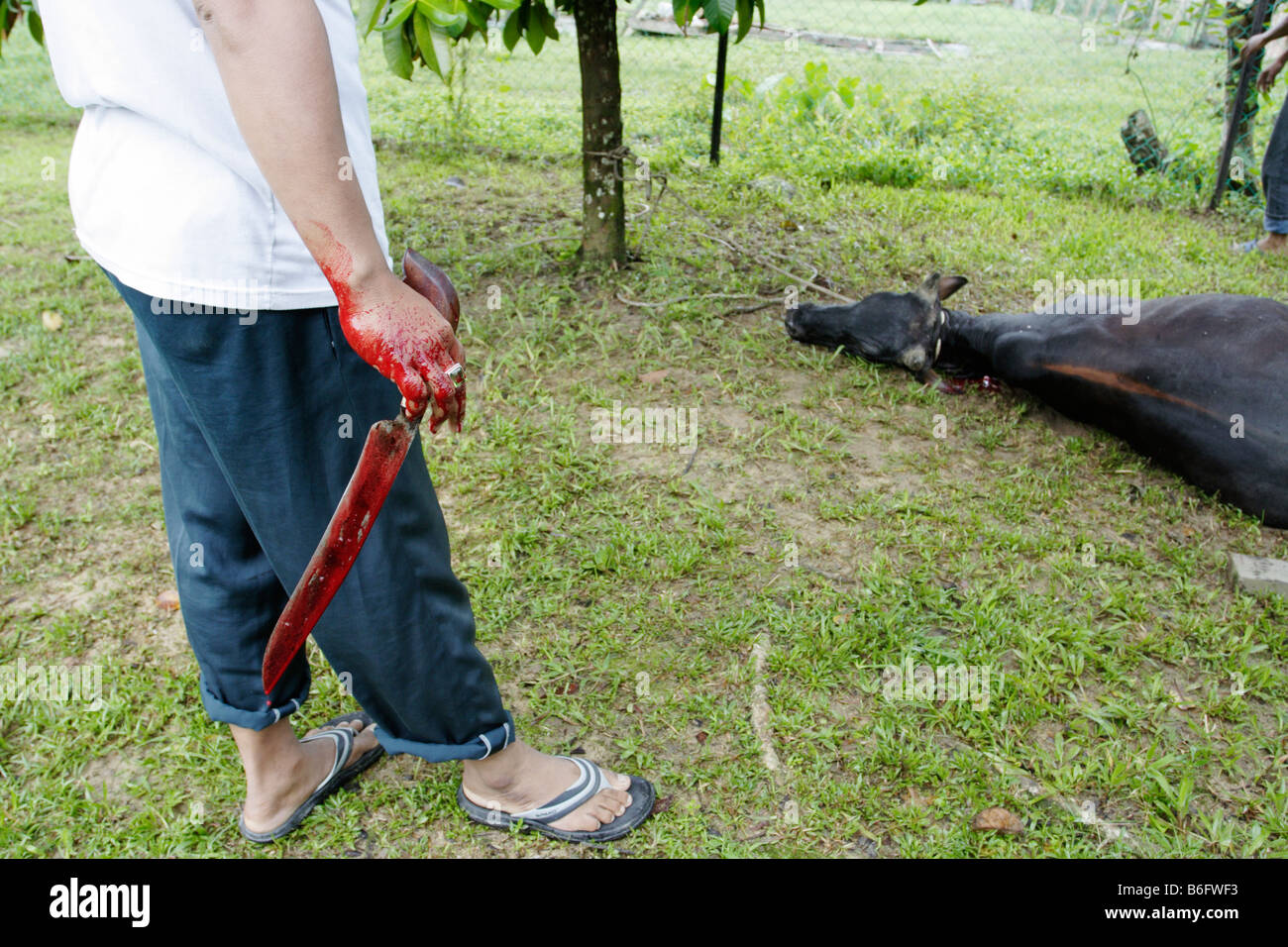 Blood stained knife after slaughtering a cow. Stock Photo