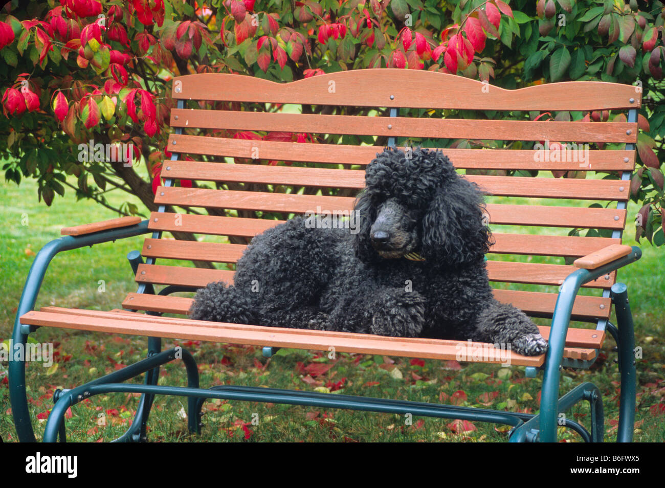 Standard poodle resting on the garden bench, stained bench garden backyard burning bush Euonymus alatus calm peaceful restful Stock Photo