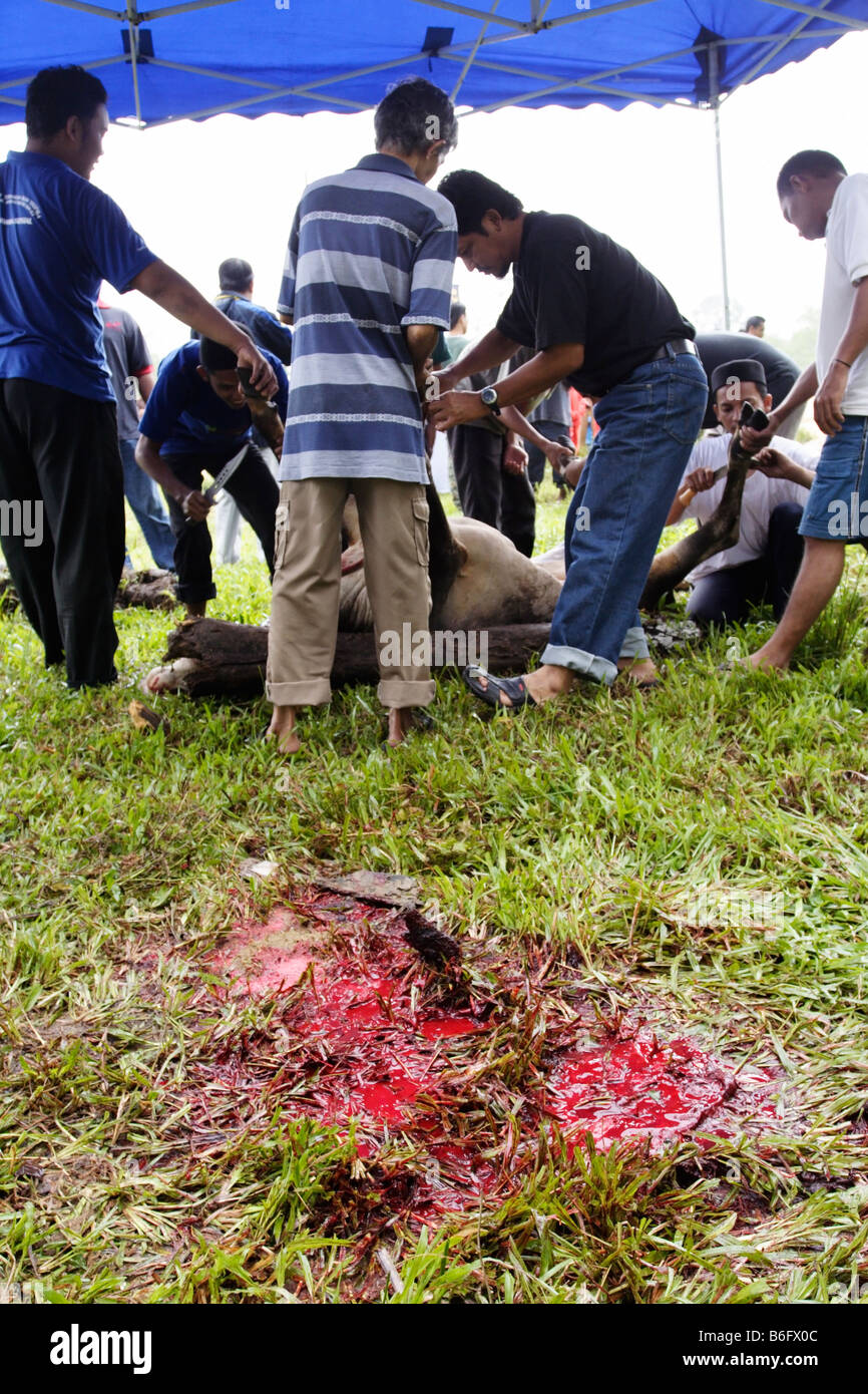 Blood on the grass after saughtering a cow. Stock Photo
