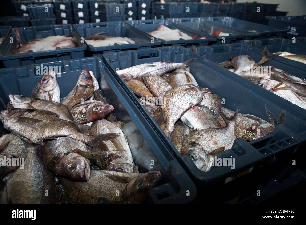 Fresh fish are piled into bins with ice for auction at the Auckland Fish Market, Auckland, New Zealand Stock Photo