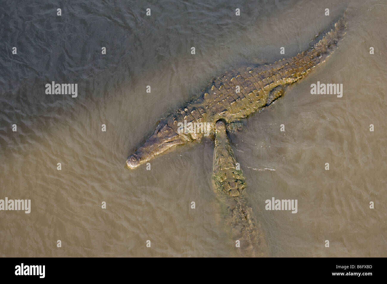 Two large American crocodiles Crocodylus acutus in the Tarcoles river in Costa Rica Stock Photo