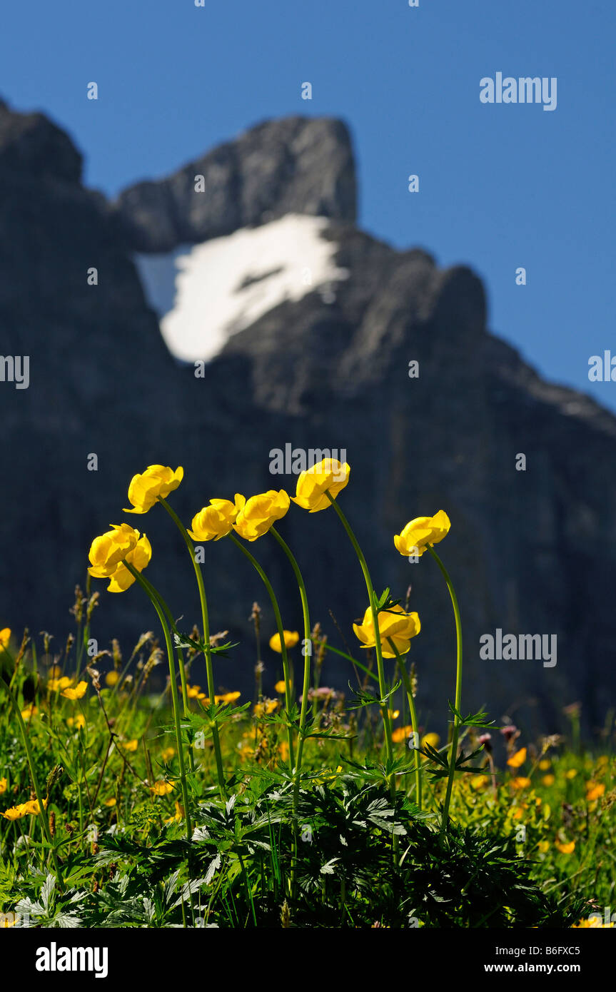 Globe flower Trollius europaeus, Mt Eiger in the back, Grindelwald, Switzerland Stock Photo