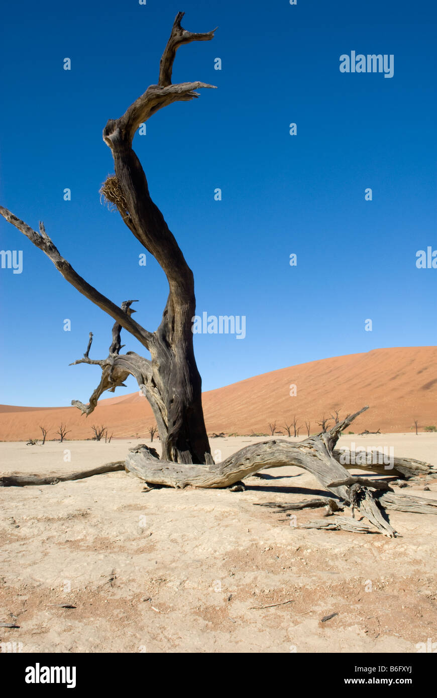 Dead Camel Thorn trees at Dead Vlei, the Namib Naukluft National Park, Sesriem, Namibia Stock Photo