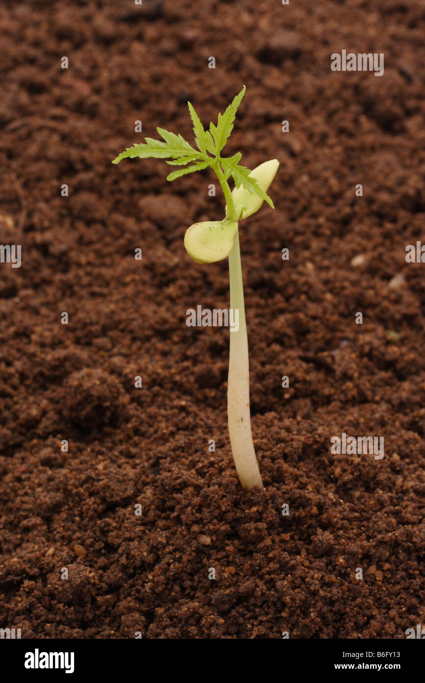 Sapling growing from soil Stock Photo