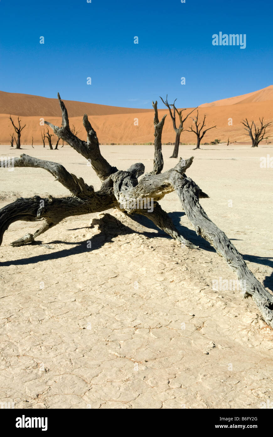 Camel Thorn trees at Dead Vlei, the Namib Naukluft National Park, Sesriem, Namibia Stock Photo