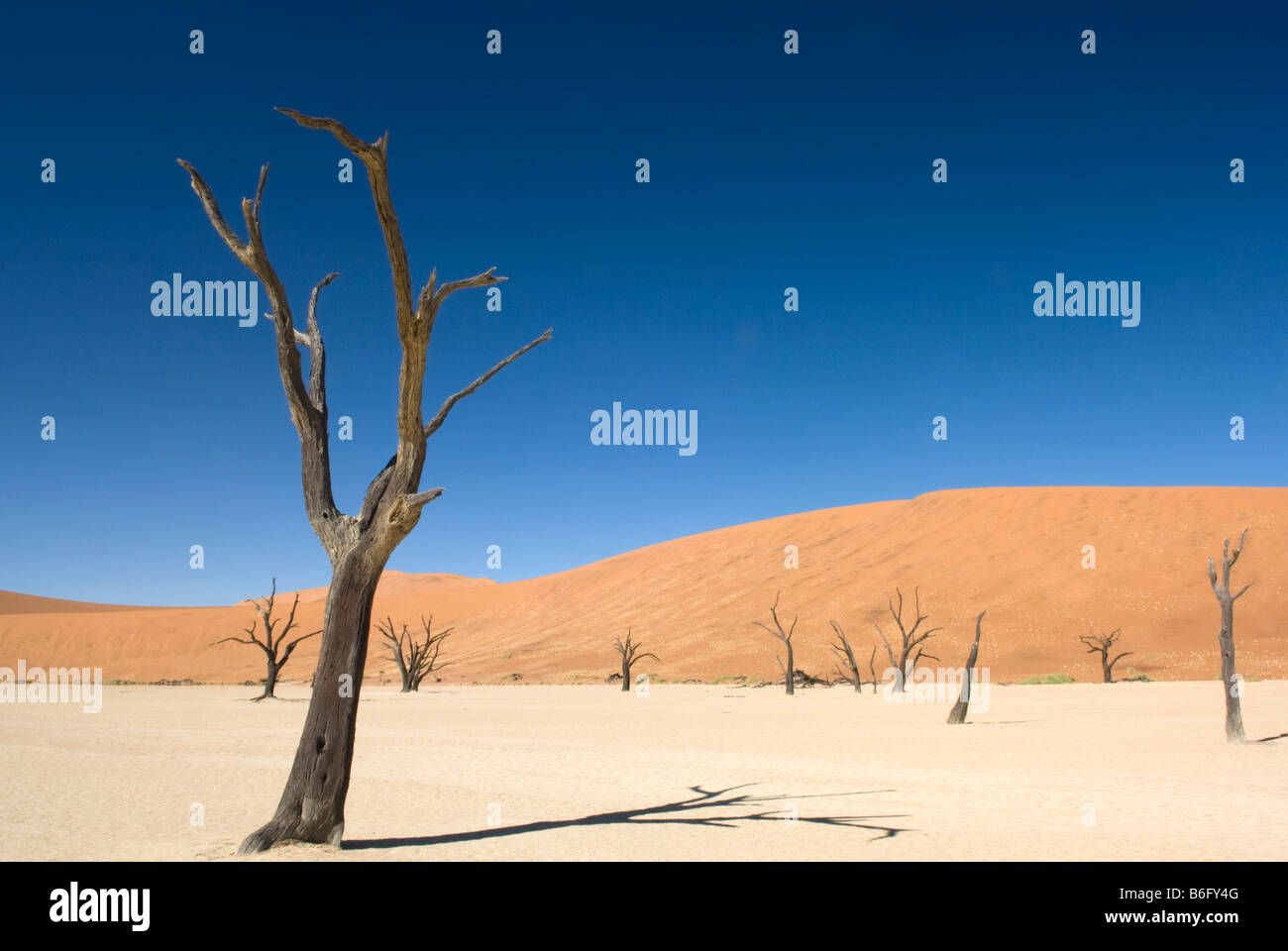 Dead Camel Thorn trees in the salt pan at Dead Vlei in the Namib Naukluft National Park Sesriem Namibia Stock Photo