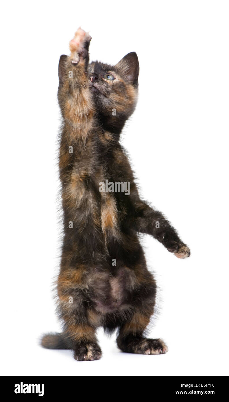 Tortoiseshell cat 2 months in front of a white background Stock Photo