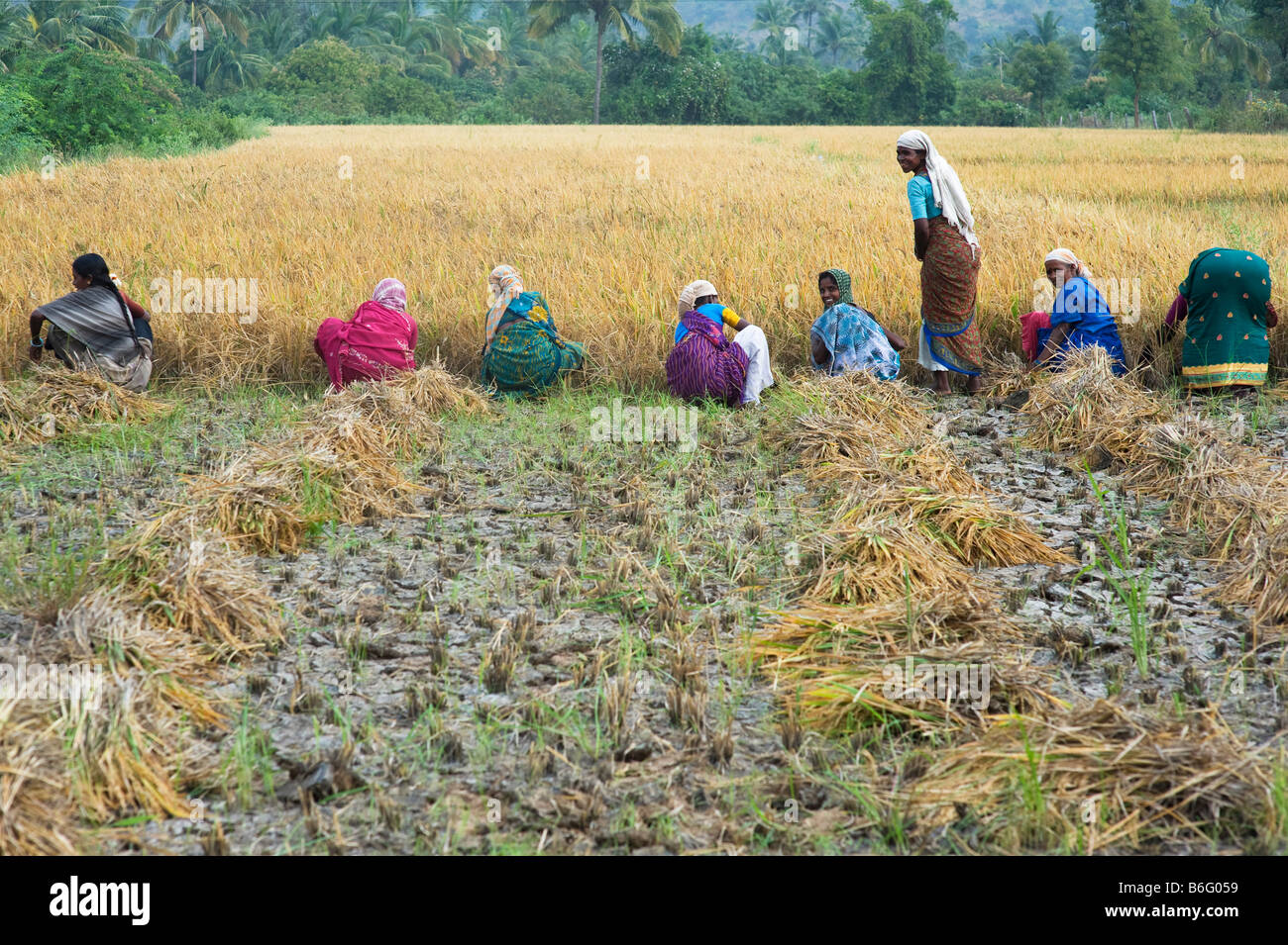Indian farm workers harvesting rice in a paddy field. Puttaparthi ...