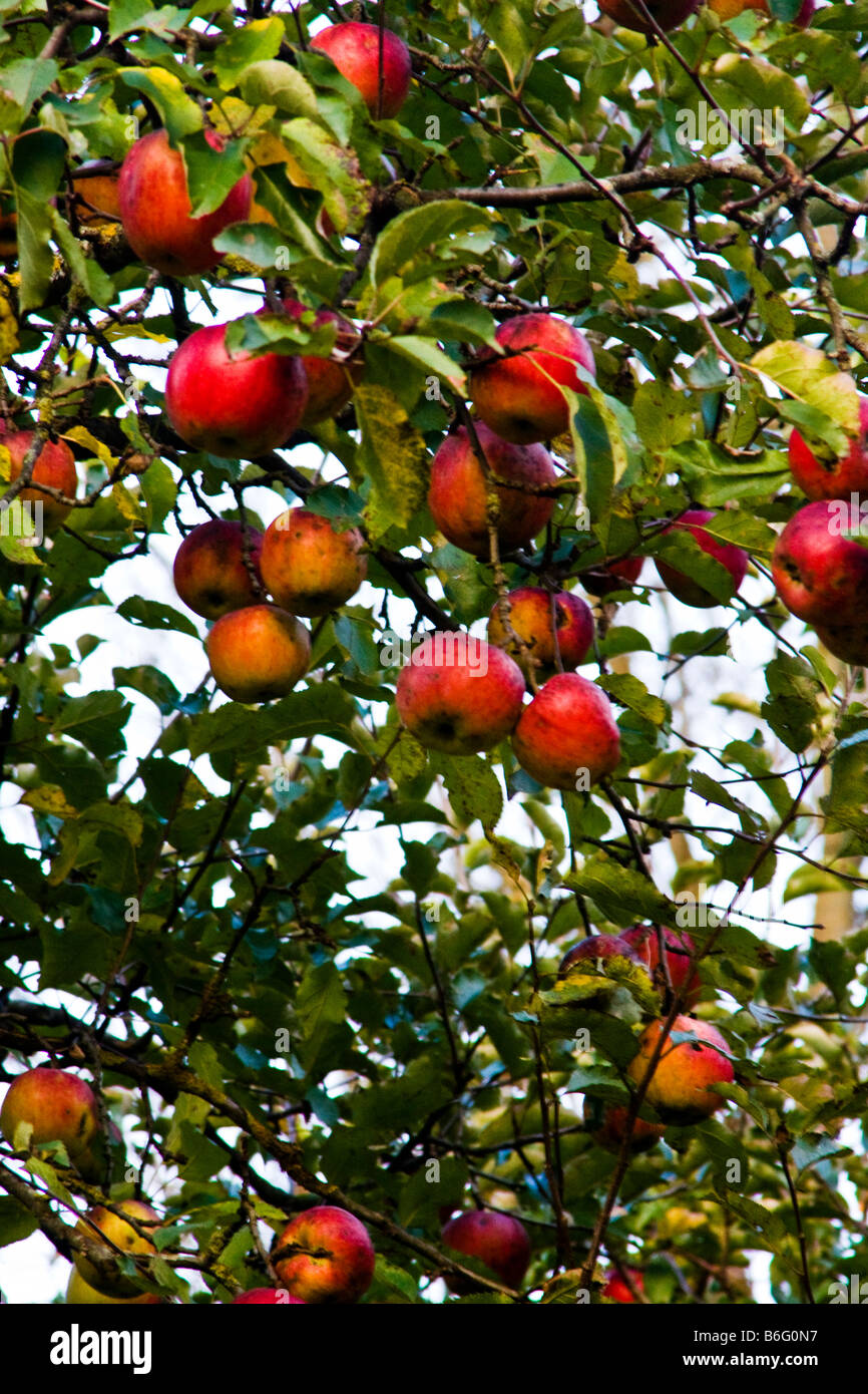 Austria Perbersdorf Apple in a tree at the austrian autumn Stock Photo