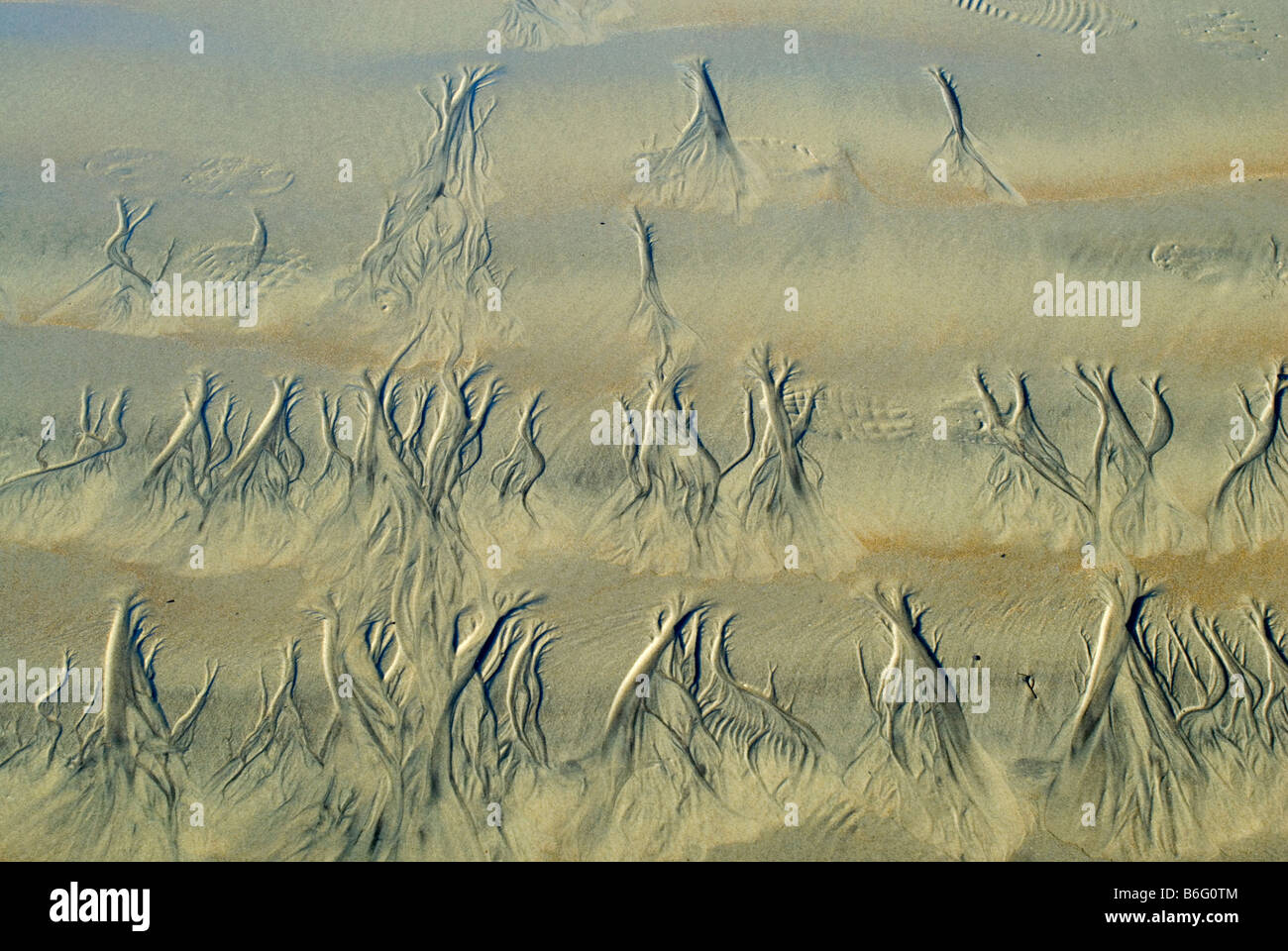 Tree-like marks made in sand by the retreating tide. Stock Photo