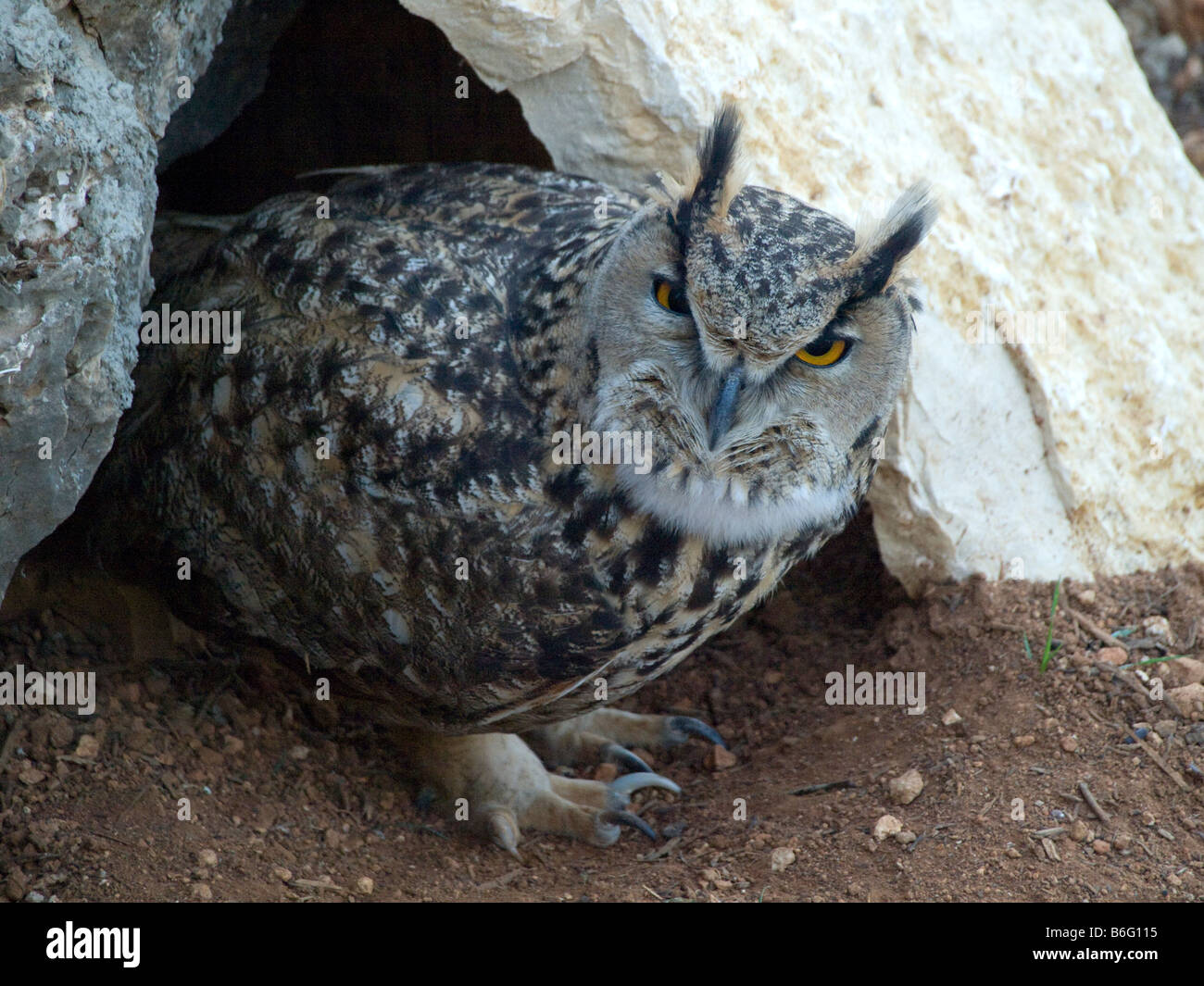 An Owl on the ground watching the camera Stock Photo Alamy