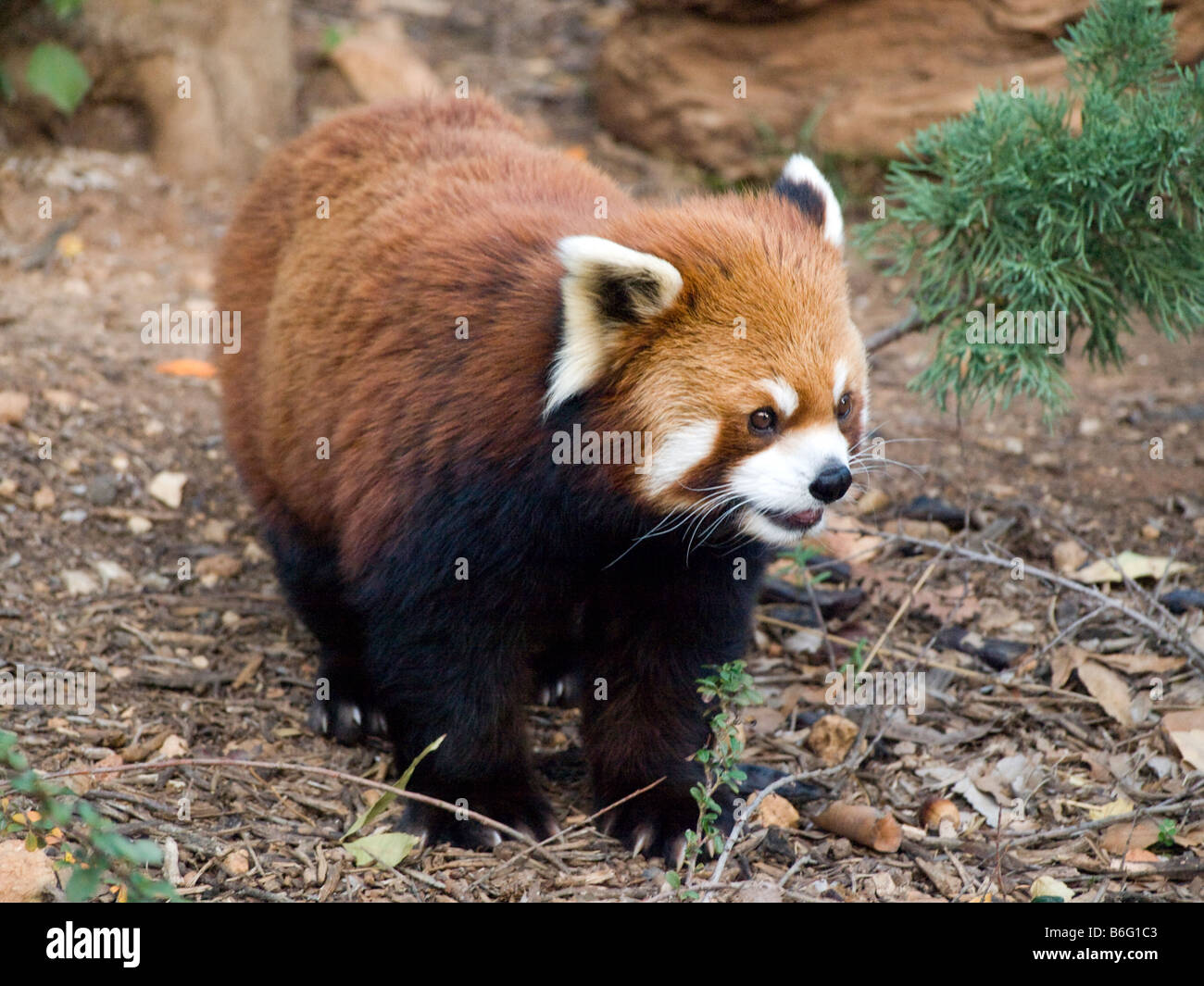 Male red panda 6 years old in the Biblical Zoo Jerusalem Israel Stock Photo