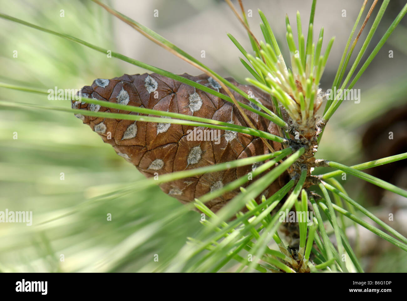 Pinecones and new growth Stock Photo
