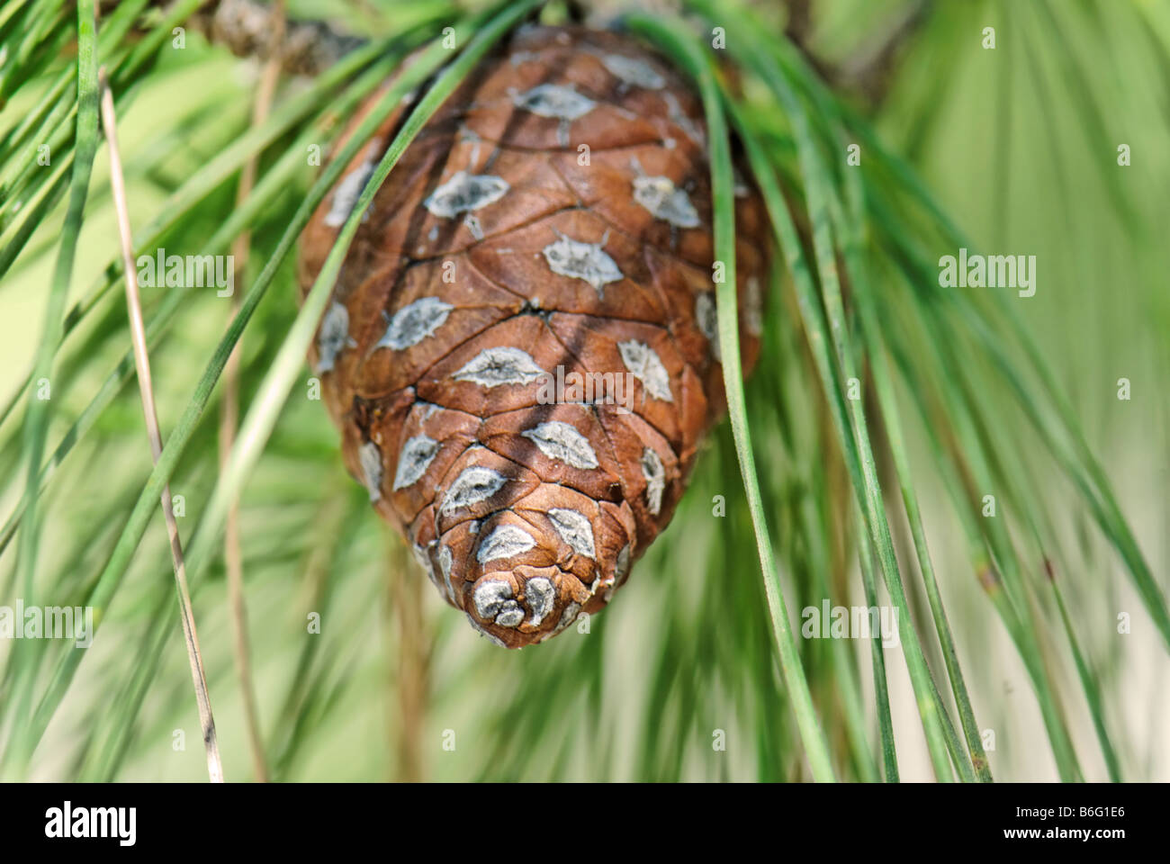 Close up of pinecones and new growth Stock Photo