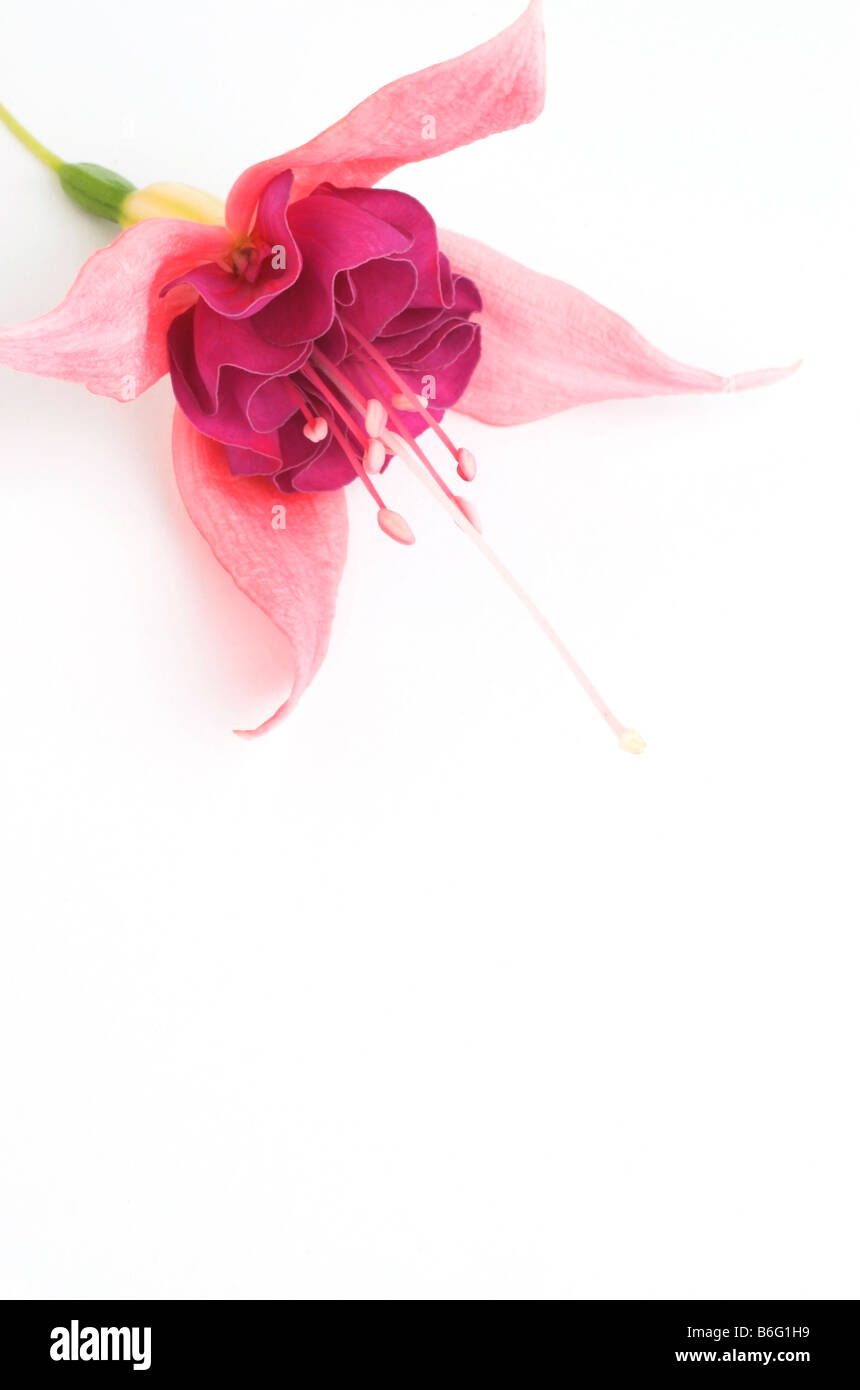 Fuchsia flower against white background Stock Photo