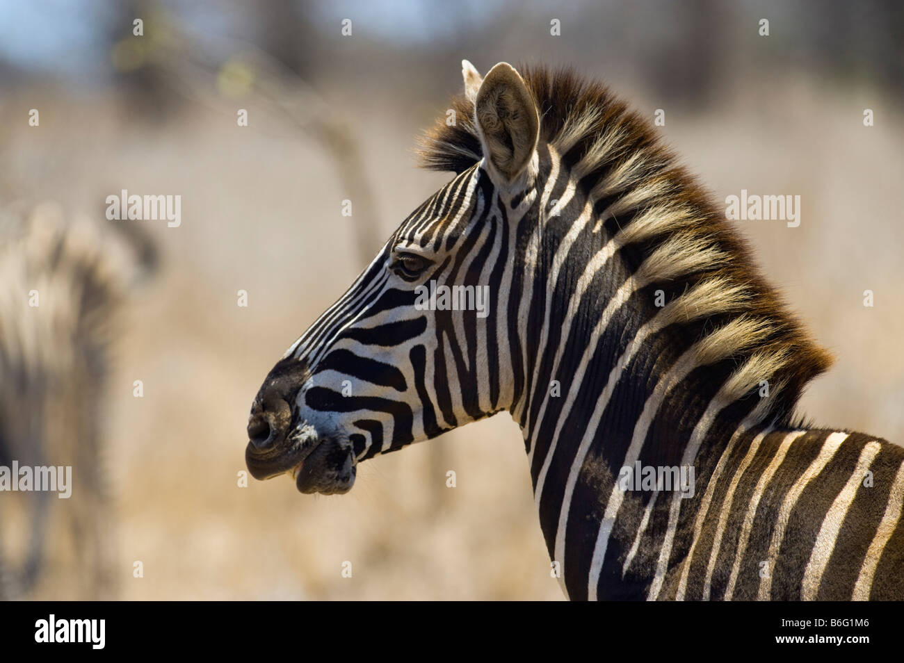 wild zebras equus, burchelli south-Afrika desert south africa KRUGER NP stripe stripes stroke stroking fondle fondling caress du Stock Photo