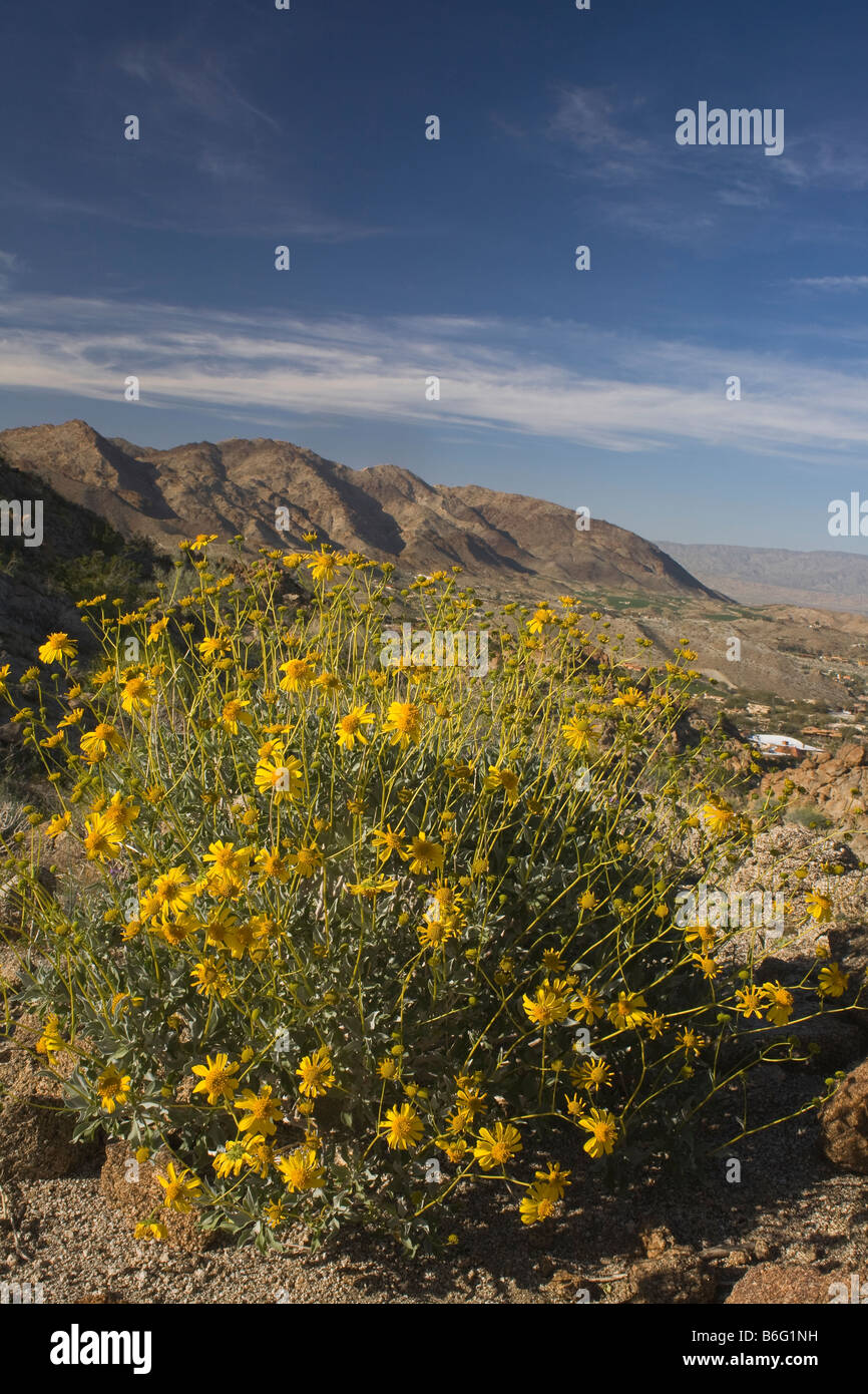 CALIFORNIA Brittlebush blooming above Palm Desert in the Coachella