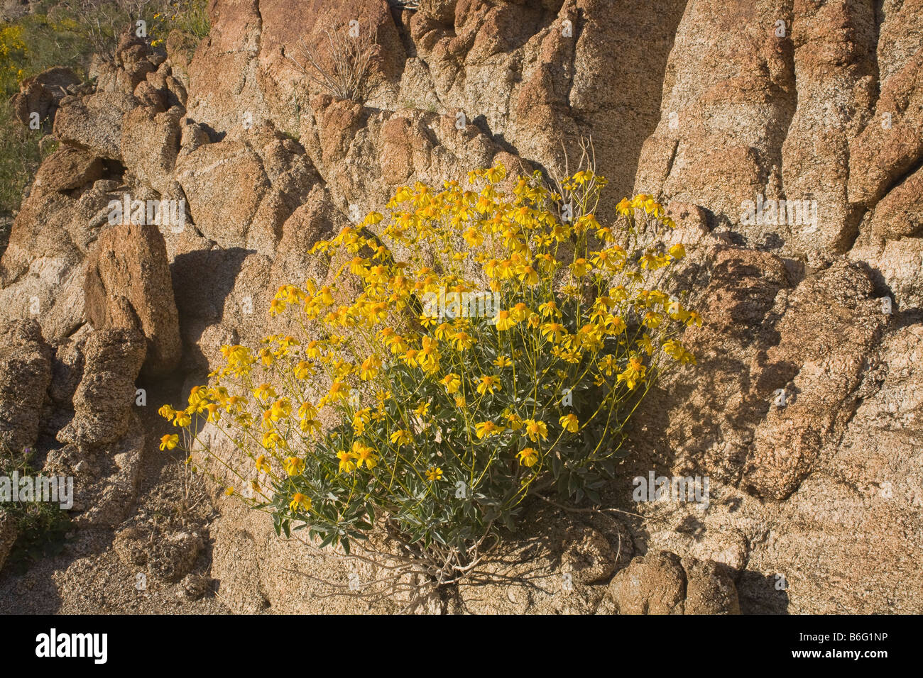 CALIFORNIA Brittlebush blooming above Palm Desert in the Coachella